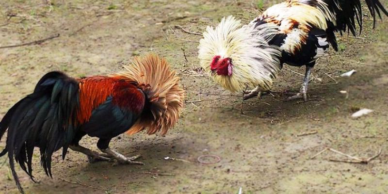 Cách chọn gà đá luôn thắng qua tướng ngủ, đi, đứng