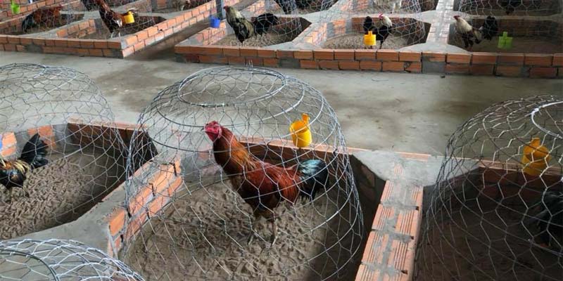 Cách trộn thức ăn cho gà chọi sau thi đấu